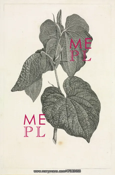 : Piper methysticum, kava : Piper methysticum, kava