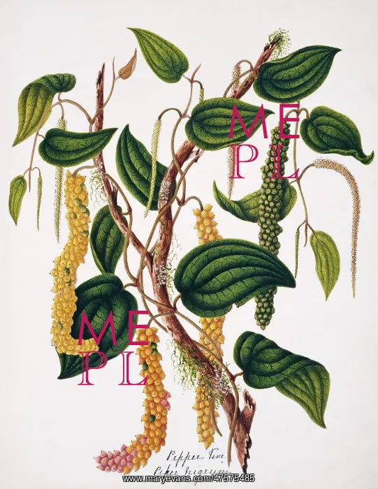  : Piper nigrum, pepper vine