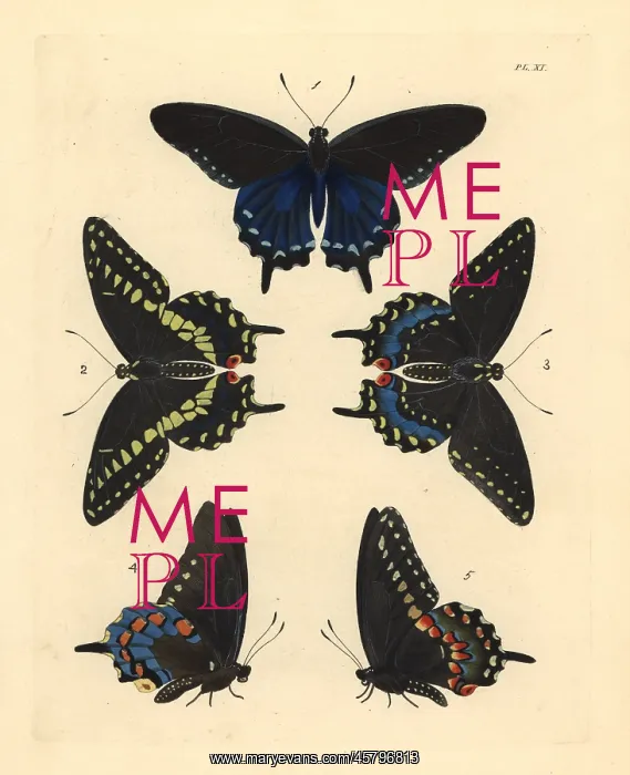 : Pipevine and black swallowtwail butterflies : Pipevine and black swallowtwail butterflies