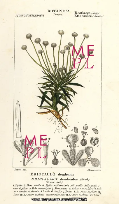 : Pipewort, Paepalanthus dendroides : Pipewort, Paepalanthus dendroides