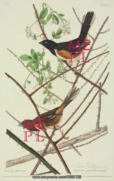 : Pipilo erythropthalmus, eastern towhee : Pipilo erythropthalmus, eastern towhee