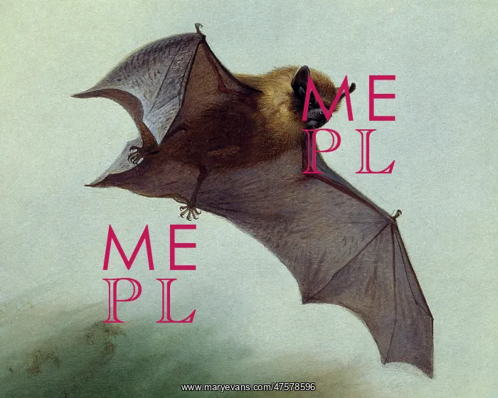 : Pipistrellus pipistrellus, common pipistrelle : Pipistrellus pipistrellus, common pipistrelle