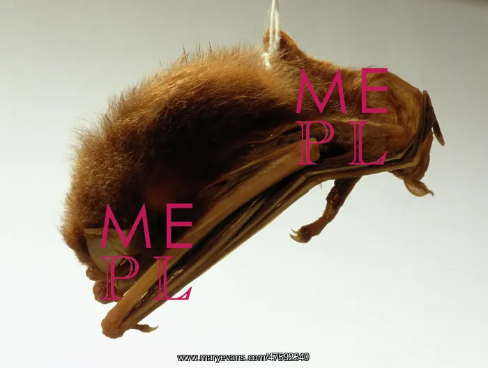 : Pipistrellus sturdeei, Sturdee's pipistrelle : Pipistrellus sturdeei, Sturdee's pipistrelle