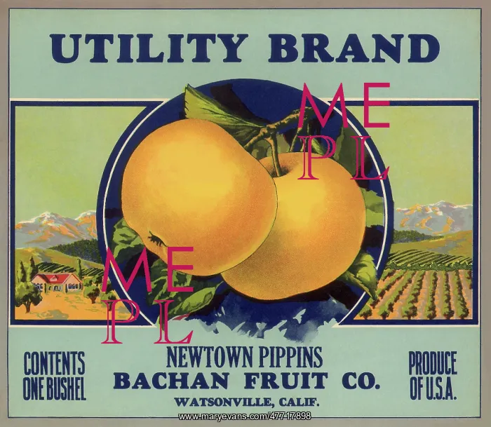  : Pippin Apple Label
