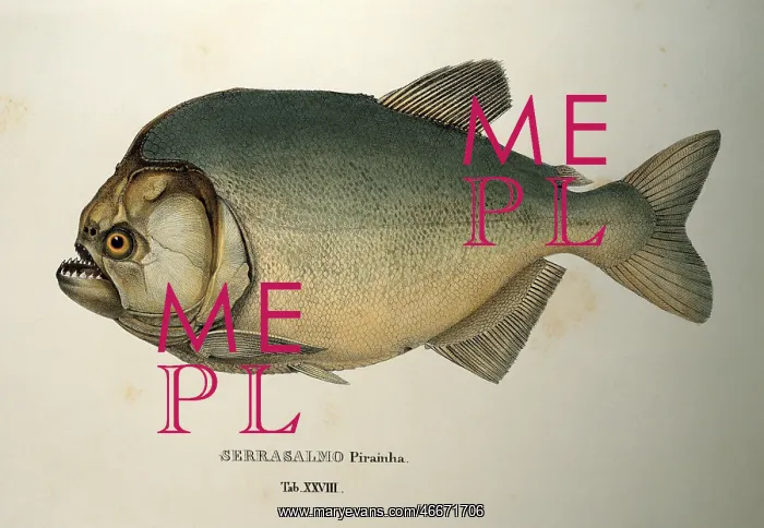 : piranha serrasalmo : piranha serrasalmo