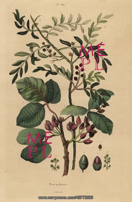 : Pistachio nut tree, Pistacia vera : Pistachio nut tree, Pistacia vera