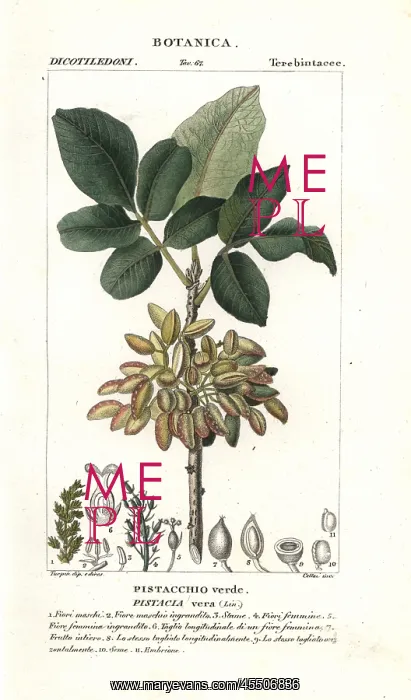 : Pistachio, Pistacia vera : Pistachio, Pistacia vera