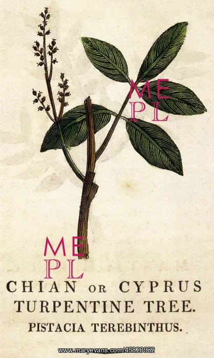 : PISTACIA TEREBINTHUS : PISTACIA TEREBINTHUS