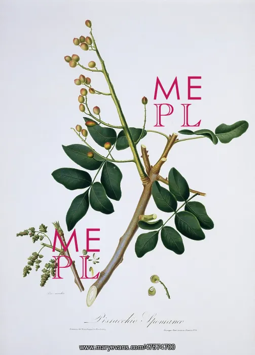 : Pistacia vera, pistachio tree : Pistacia vera, pistachio tree