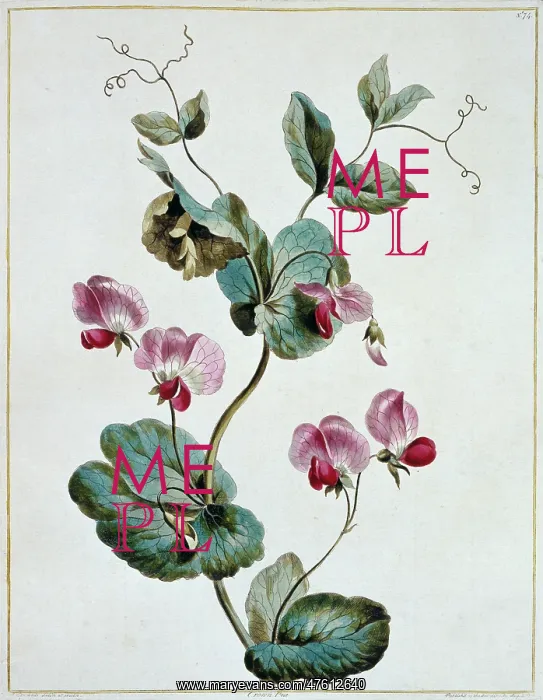 : Pisum sativum, crown pea : Pisum sativum, crown pea
