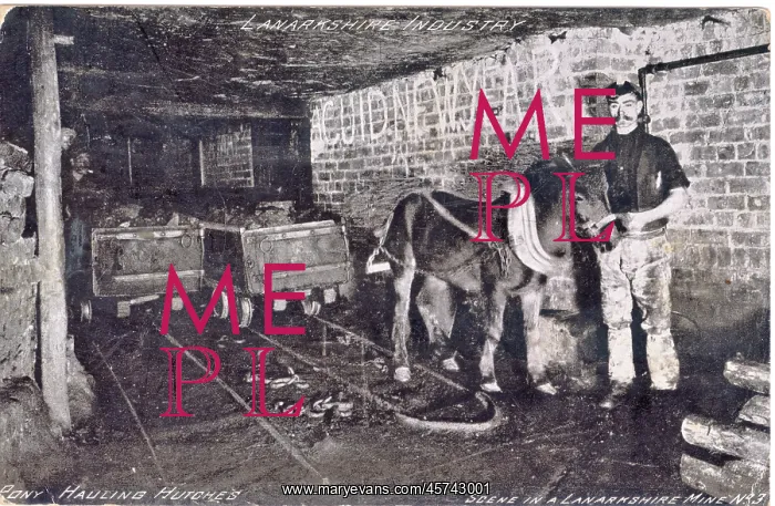  : Pit pony with handler underground in Lanarkshire mine