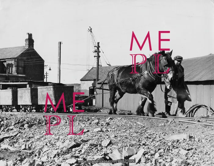 : PIT PONY PULLING COAL : PIT PONY PULLING COAL