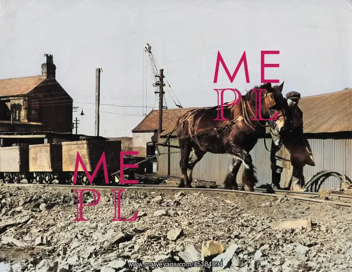 : PIT PONY PULLING COAL : PIT PONY PULLING COAL