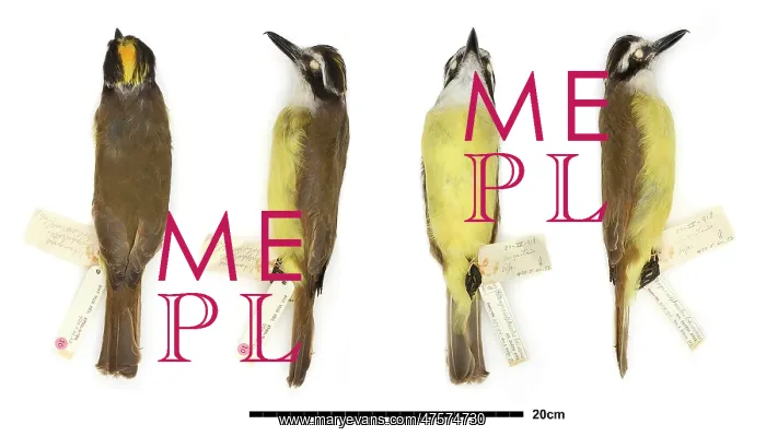 : Pitangus sulphuratus, great kiskadee : Pitangus sulphuratus, great kiskadee