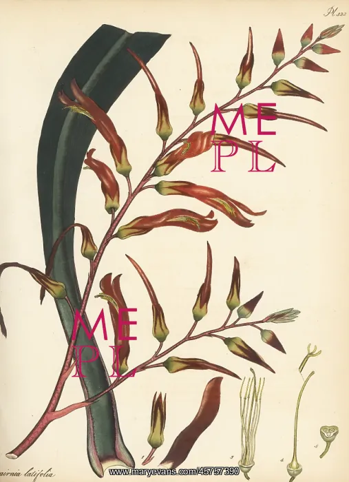 : Pitcairnia bifrons : Pitcairnia bifrons