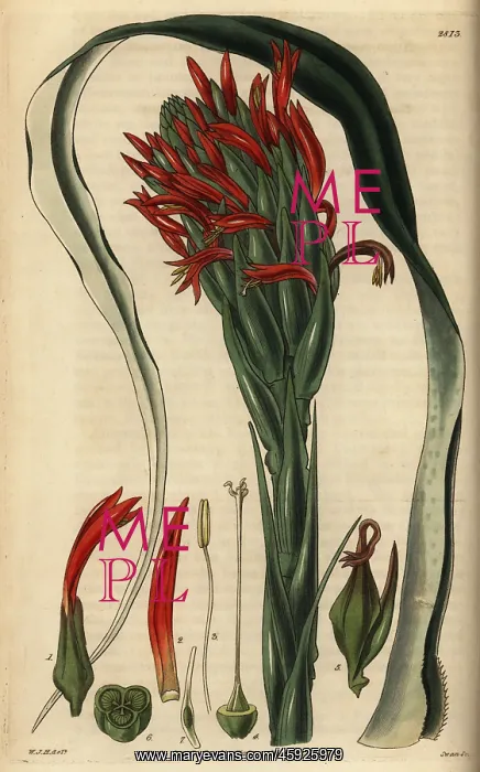 : Pitcairnia bifrons : Pitcairnia bifrons