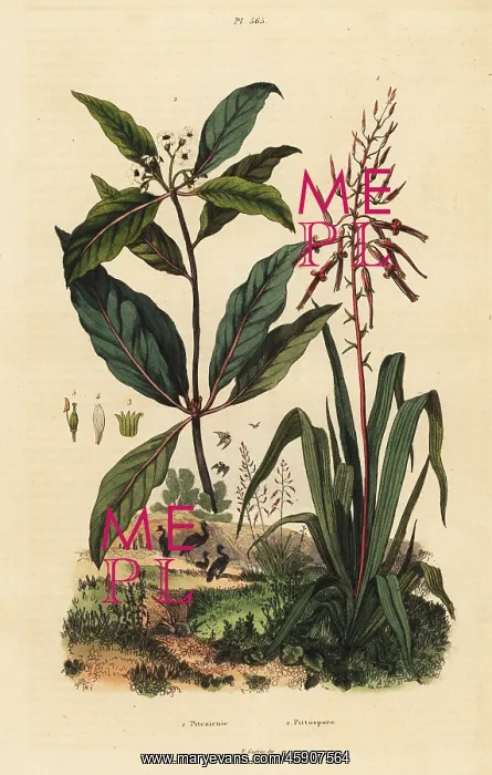 : Pitcairnia and Victorian box tree : Pitcairnia and Victorian box tree