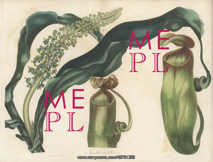 : Pitcher plant, Nepenthes distillatoria : Pitcher plant, Nepenthes distillatoria