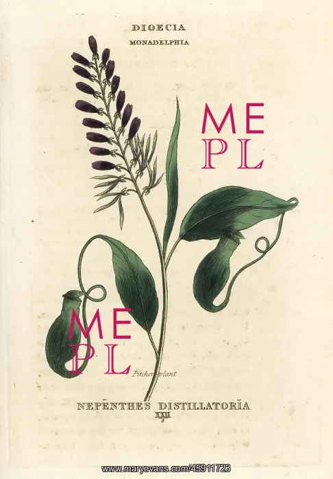 : Pitcher plant, Nepenthes distillatoria, native : Pitcher plant, Nepenthes distillatoria, native
