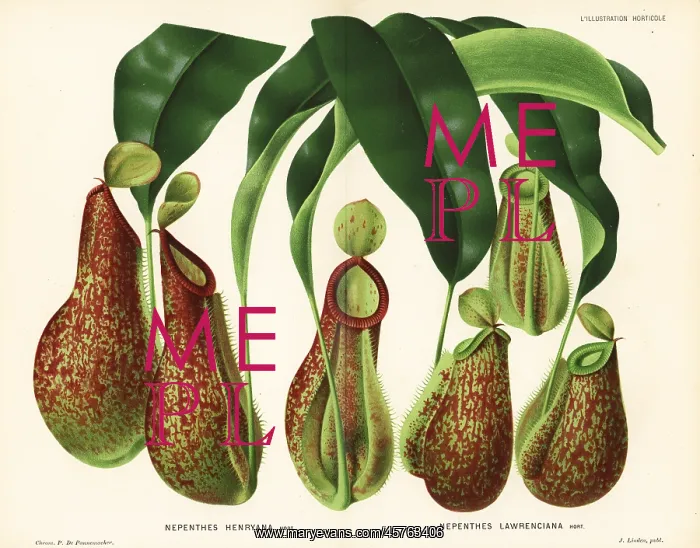 : Pitcher plant varieties : Pitcher plant varieties