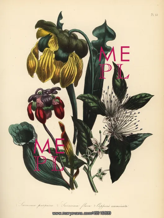 : Pitcher plants and caper bush : Pitcher plants and caper bush