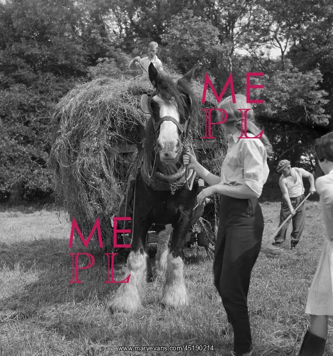 : Pitching Hay : Pitching Hay