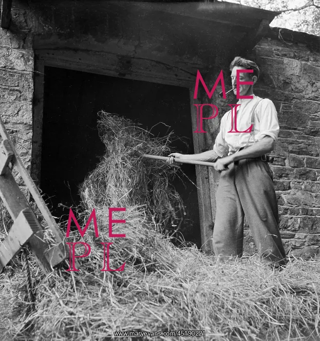 : Pitching Hay : Pitching Hay