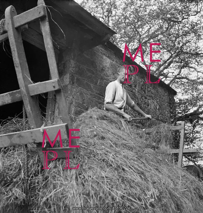 : Pitching Hay : Pitching Hay