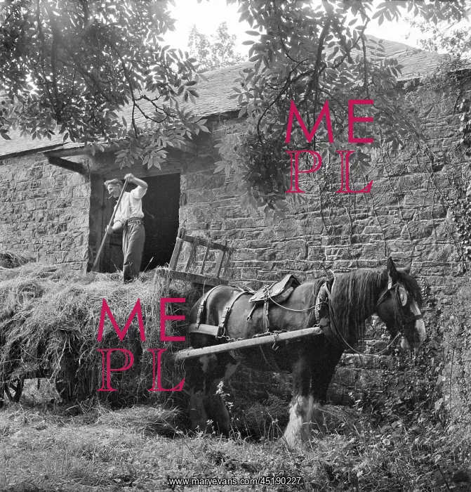 : Pitching Hay : Pitching Hay