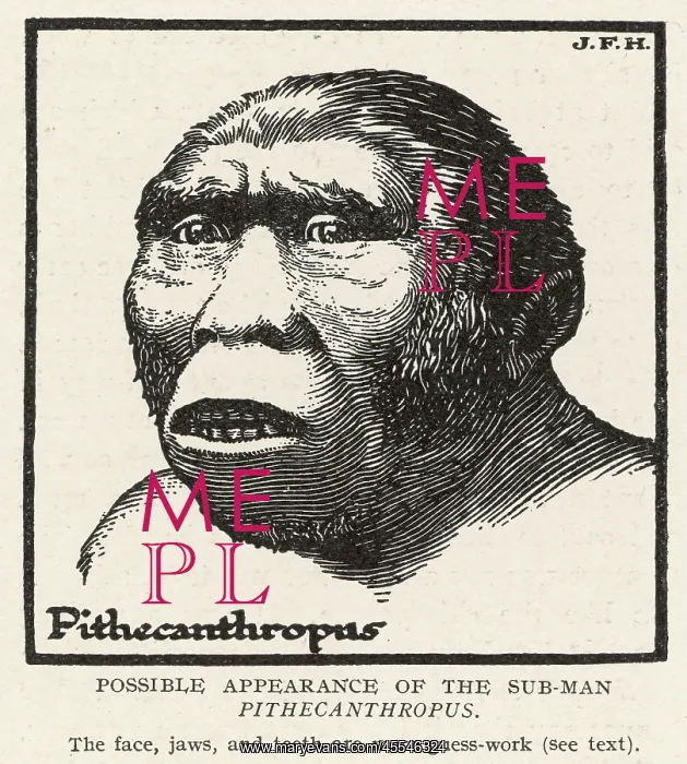  : Pithecanthropus Erectus