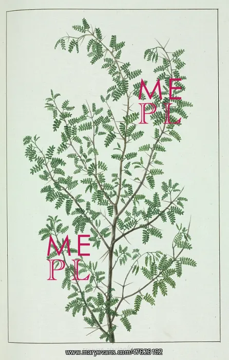 : Pithecellobium circinale : Pithecellobium circinale