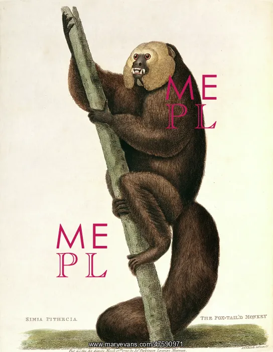 : Pithecia pithecia, white-faced saki : Pithecia pithecia, white-faced saki