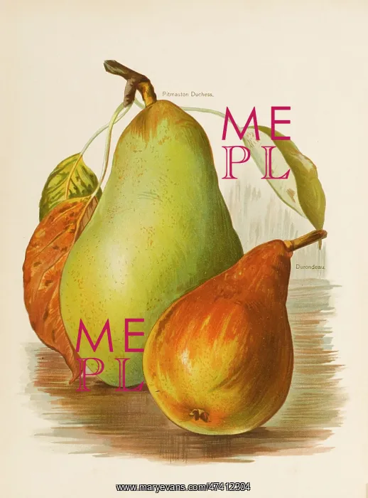  : PEARS. Pitmaston Duchess Durondeau