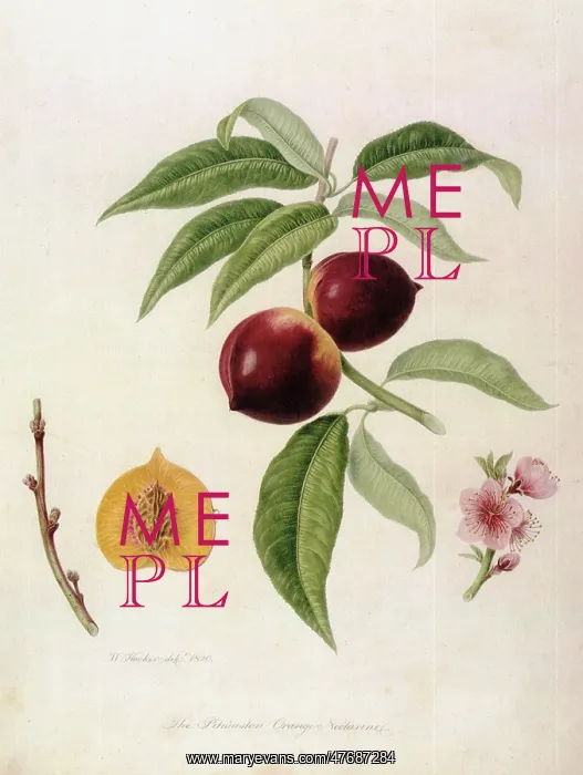  : Pitmaston Orange Nectarines