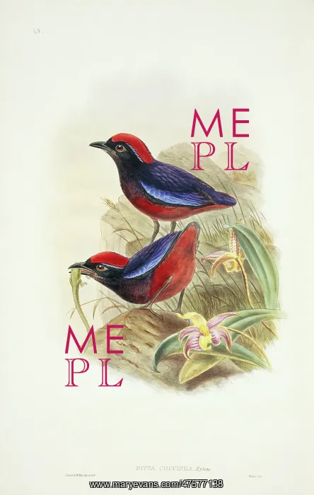 : Pitta granatina, garnet pitta : Pitta granatina, garnet pitta