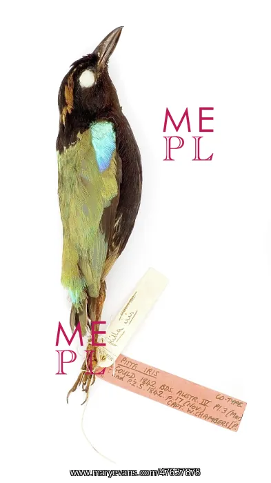 : Pitta Iris, from the Gould Collection : Pitta Iris, from the Gould Collection