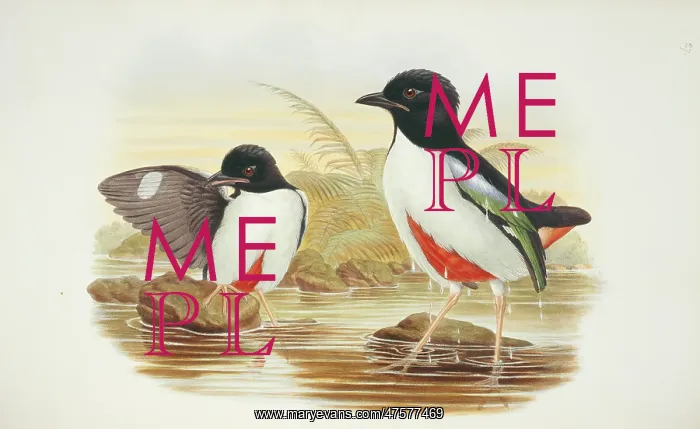 : Pitta maxima, ivory-breasted pitta : Pitta maxima, ivory-breasted pitta