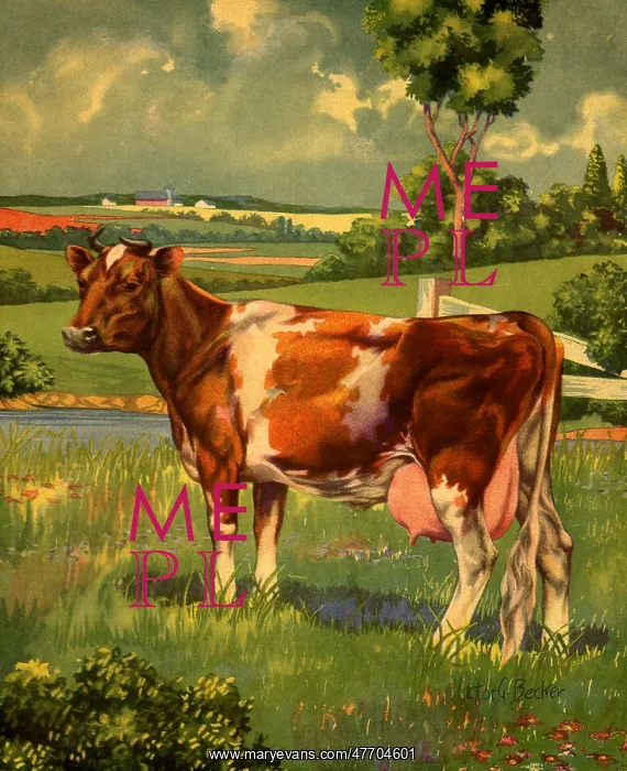  : Placid Cow in Pasture