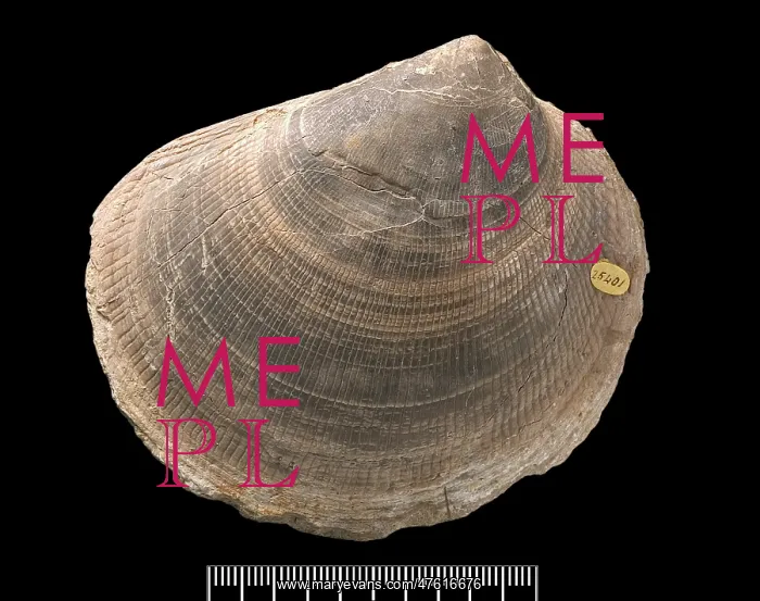 : Plagiostoma, fossil shell : Plagiostoma, fossil shell
