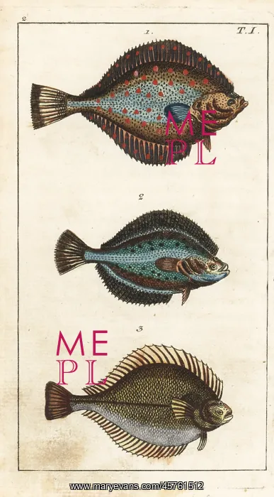 : Plaice, flounder, and dab : Plaice, flounder, and dab