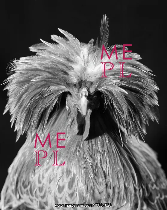 : Plain Buff Laced Polish Chicken with Long Plume Feathers : Plain Buff Laced Polish Chicken with Long Plume Feathers