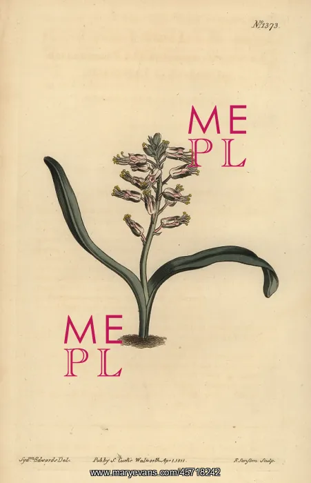 : Plain-leaved self-coloured lachenalia, Lachenalia unicolor : Plain-leaved self-coloured lachenalia, Lachenalia unicolor