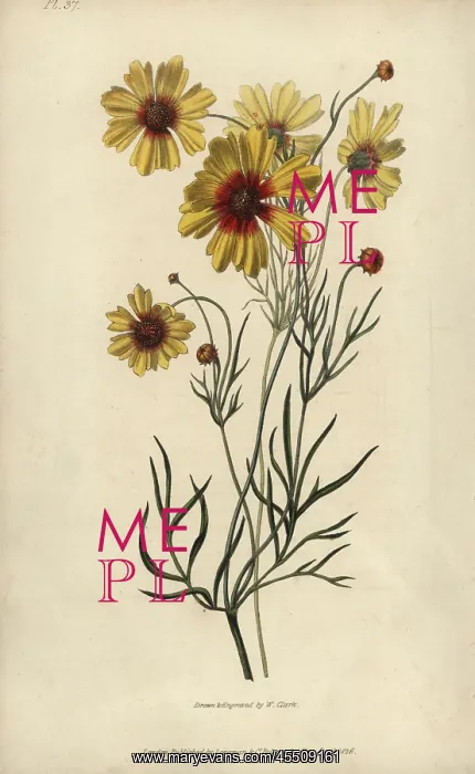 : Plains coreopsis or calliopsis, Coreopsis tinctoria : Plains coreopsis or calliopsis, Coreopsis tinctoria