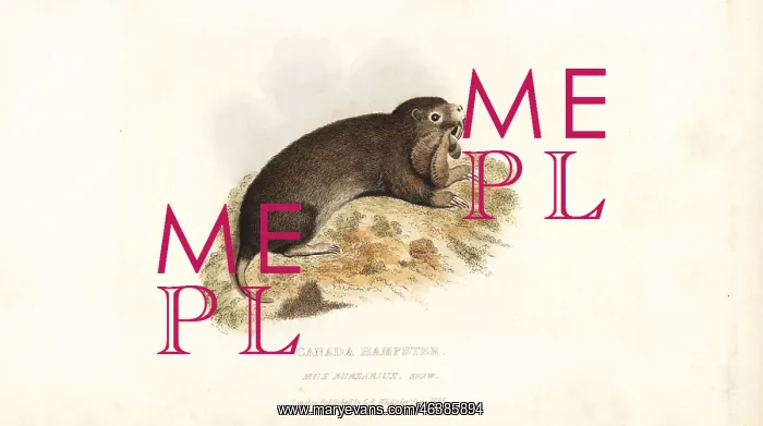 : Plains pocket gopher, Geomys bursarius : Plains pocket gopher, Geomys bursarius