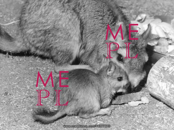  : PLAINS VISCACHA