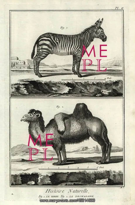 : Plains zebra and Bactrian camel : Plains zebra and Bactrian camel