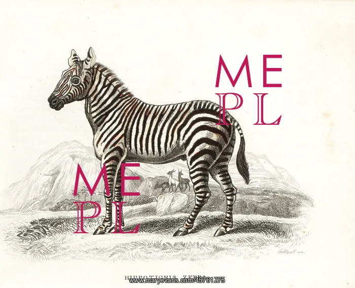 : Plains zebra, Equus quagga : Plains zebra, Equus quagga