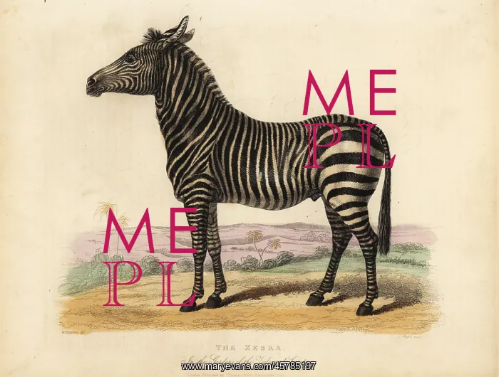 : Plains zebra, Equus quagga : Plains zebra, Equus quagga