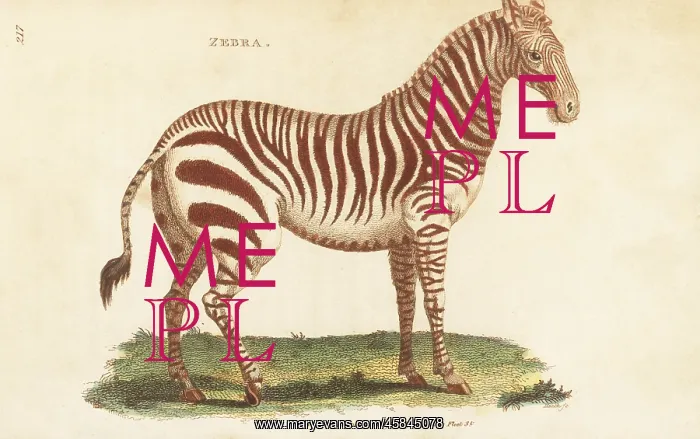 : Plains zebra, Equus quagga : Plains zebra, Equus quagga
