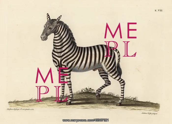 : Plains zebra, Equus quagga : Plains zebra, Equus quagga
